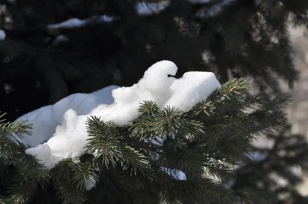 Spruce in the woods. Tree branches in the snow. Snow-covered tree. Green beauty.
