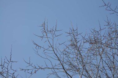 Kışın güzel ağaçlar. Mavi gökyüzüne karşı ağaç dalları. Ağaç dallarının arkasındaki bulutlar.