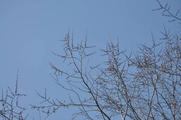 Kışın güzel ağaçlar. Mavi gökyüzüne karşı ağaç dalları. Ağaç dallarının arkasındaki bulutlar.