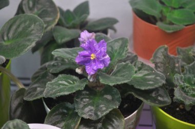 Mavi menekşe pencere pervazında çiçek açıyor. Lekeli mavi menekşe çiçekleri.