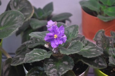 Mavi menekşe pencere pervazında çiçek açıyor. Lekeli mavi menekşe çiçekleri.