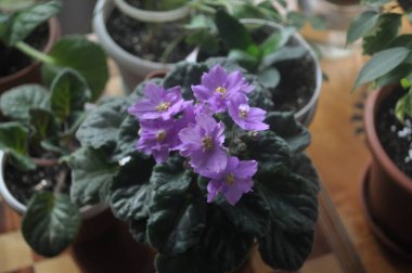 Mavi menekşe pencere pervazında çiçek açıyor. Lekeli mavi menekşe çiçekleri.