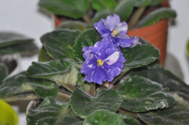 Mavi menekşe pencere pervazında çiçek açıyor. Lekeli mavi menekşe çiçekleri.