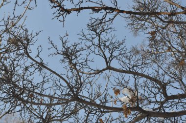 Kışın güzel ağaçlar. Mavi gökyüzüne karşı ağaç dalları. Ağaç dallarının arkasındaki bulutlar.