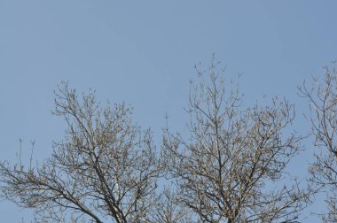 Kışın güzel ağaçlar. Mavi gökyüzüne karşı ağaç dalları. Ağaç dallarının arkasındaki bulutlar.