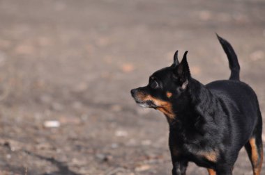 Rus Oyuncak Teriyeri. Oyuncak teriyer yakın plan. Siyah bir köpek. Küçük Köpek