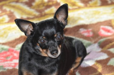 Rus Oyuncak Teriyeri. Oyuncak teriyer yakın plan. Siyah bir köpek. Küçük Köpek