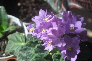 Mavi menekşe pencere pervazında çiçek açıyor. Lekeli mavi menekşe çiçekleri.