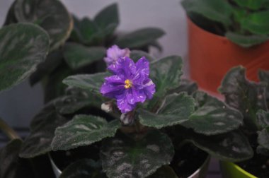 Mavi menekşe pencere pervazında çiçek açıyor. Lekeli mavi menekşe çiçekleri.