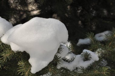 Ormandaki ladin. Karda ağaç dalları. Karla kaplı ağaç. Yeşil güzellik.