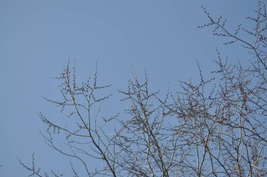 Kışın güzel ağaçlar. Mavi gökyüzüne karşı ağaç dalları. Ağaç dallarının arkasındaki bulutlar.