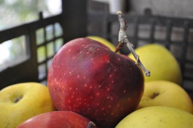 Hasat et. Sonbahar, Almaty 'de kırmızı elma ve yapraklarla dolu.