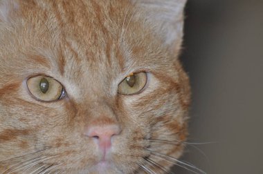 Kızıl kedi gözlerinin içine bakar. Güzel bir kırmızı kedi dikkatlice bakar. Meraklı kedi..