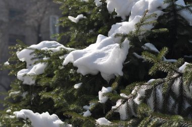 Ormandaki ladin. Karda ağaç dalları. Karla kaplı ağaç. Yeşil güzellik.