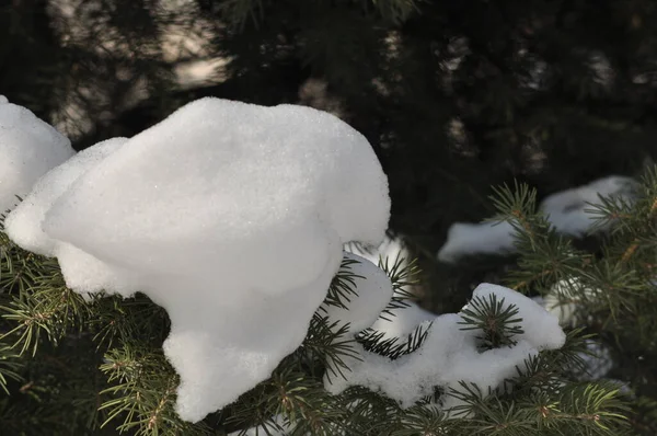 Ormandaki ladin. Karda ağaç dalları. Karla kaplı ağaç. Yeşil güzellik.