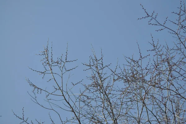 Kışın güzel ağaçlar. Mavi gökyüzüne karşı ağaç dalları. Ağaç dallarının arkasındaki bulutlar.