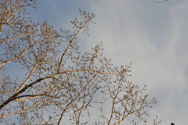 Kışın güzel ağaçlar. Mavi gökyüzüne karşı ağaç dalları. Ağaç dallarının arkasındaki bulutlar.
