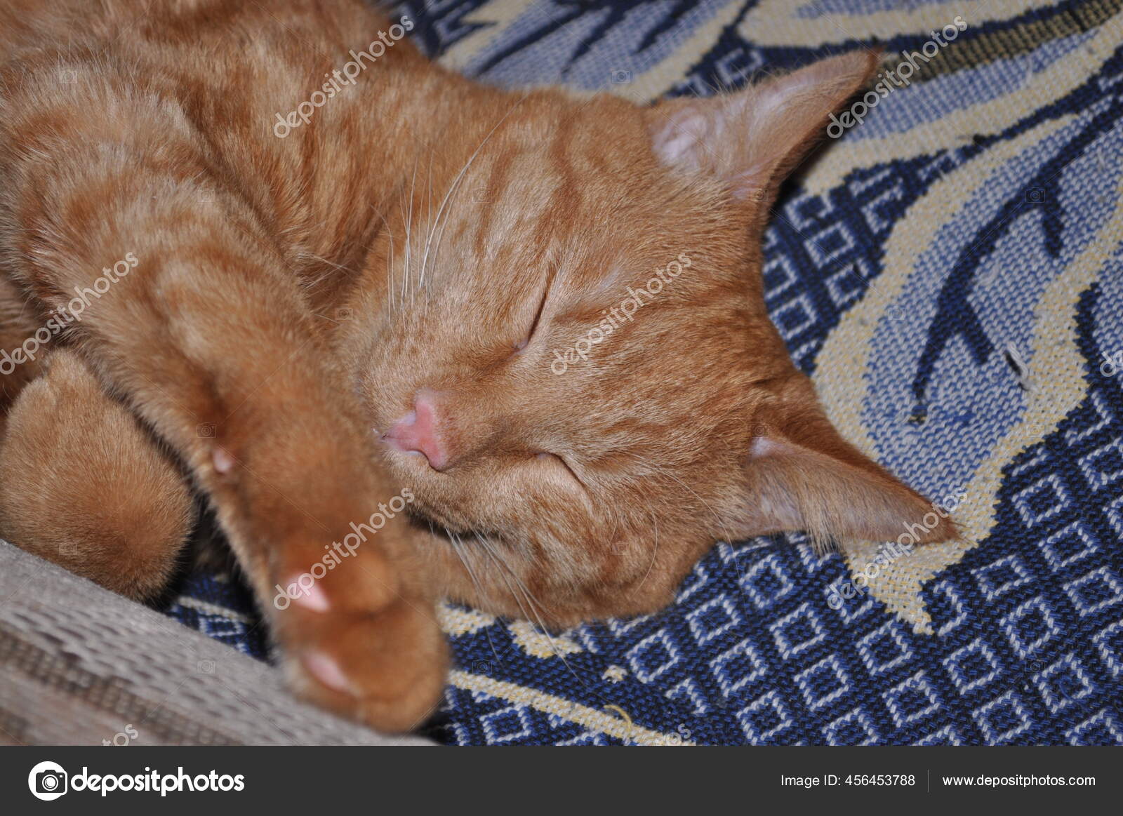 红猫睡在床上 图库照片 C Alexsablin