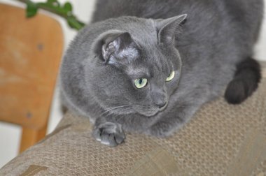 Rus mavi kedisi güzel bir açıyla