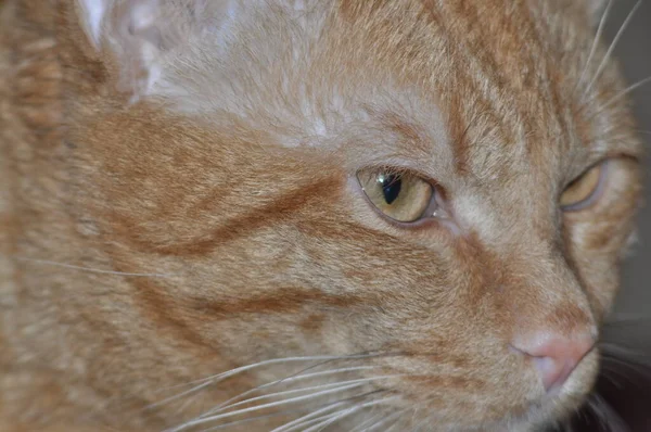 Kızıl kedi gözlerinin içine bakar. Güzel bir kırmızı kedi dikkatlice bakar. Meraklı kedi..