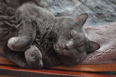 Rus mavi kedisi. Güzel bir kedi poz verir. Gri kedi dikkatle izliyor.