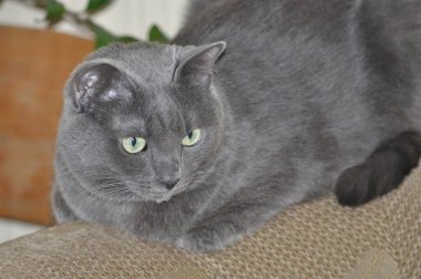 Rus mavi kedisi. Güzel bir kedi poz verir. Gri kedi dikkatle izliyor.