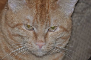 Kızıl kedi gözlerinin içine bakar. Güzel bir kırmızı kedi dikkatlice bakar. Meraklı kedi..