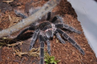 Teraryumda örümcek kuşları. Ev yapımı bir örümcek. Alışılmadık bir hayvan. Kuş, cırcır böceği ve böcek yer..