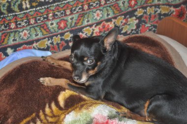 Köpek yatakta yatıyor. Rus Oyuncak Teriyeri. Oyuncak teriyer yakın plan. Siyah bir köpek. Küçük Köpek