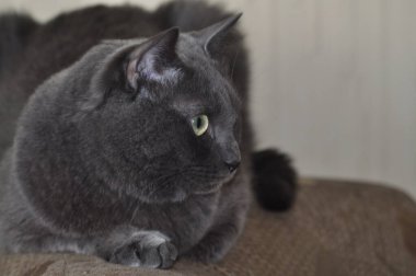 Rus mavi kedisi. Güzel bir kedi poz verir. Gri kedi dikkatle izliyor.