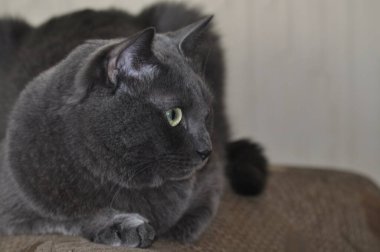 Rus mavi kedisi. Güzel bir kedi poz verir. Gri kedi dikkatle izliyor.