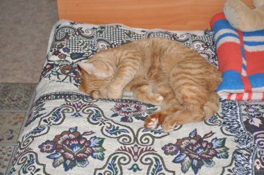 Evde menekşeler üretiyor. Ev yapımı çiçekler. Ev için çiçekler. senpolia. Evde ve evde çiçek açan pembe menekşeler yetiştiriyorlar..