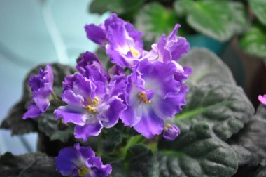 Evde menekşeler üretiyor. Ev yapımı çiçekler. Ev için çiçekler. senpolia. Evde ve evde çiçek açan pembe menekşeler yetiştiriyorlar..