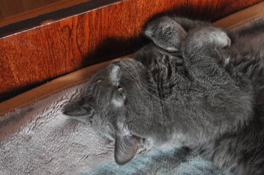 Rus mavi kedisi. Güzel bir kedi poz verir. Gri kedi dikkatle izliyor.