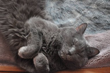 Rus mavi kedisi. Güzel bir kedi poz verir. Gri kedi dikkatle izliyor.