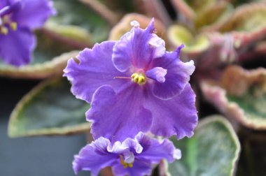 Evde menekşeler üretiyor. Ev yapımı çiçekler. Ev için çiçekler. senpolia. Mavi açarlar..