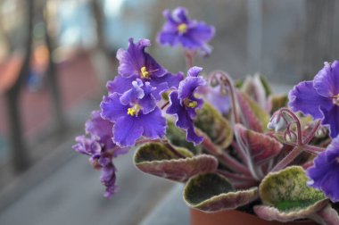 Evde menekşeler üretiyor. Ev yapımı çiçekler. Ev için çiçekler. senpolia. Mavi açarlar..