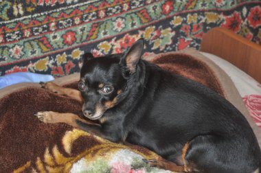 Rus Oyuncak Teriyeri. Oyuncak teriyer yakın plan. Siyah bir köpek. Küçük Köpek