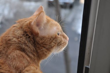 Kedi pencereden dışarı bakıyor. Penceredeki kedi. Hayvan daireden izliyor.