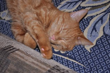 Kızıl kedi yatakta uyur. Yemekten sonra dinlenen turuncu kedi. Yatak odasında zencefil renkli kedi. Evlatlık evcil hayvan. Kırsal kesimde rüya gören sevimli bir hayvan. Yaz tatilinde turuncu kedi. Şirin kedi.