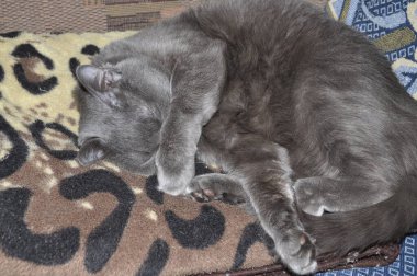 Gri kedi yatakta uyur. Yemekten sonra dinlenen gri kedi. Yatak odasında zencefil renkli kedi. Evlatlık evcil hayvan. Kırsal kesimde rüya gören sevimli bir hayvan. Yaz tatilindeki gri kedicik. Şirin kedi.