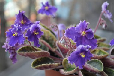 Evde menekşeler üretiyor. Ev yapımı çiçekler. Ev için çiçekler. senpolia. Mavi açarlar..