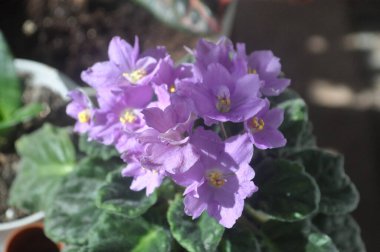 Evde menekşeler üretiyor. Ev yapımı çiçekler. Ev için çiçekler. senpolia. Mavi açarlar..