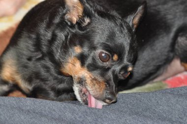 Rus Oyuncak Teriyeri. Oyuncak teriyer yakın plan. Siyah bir köpek. Küçük Köpek