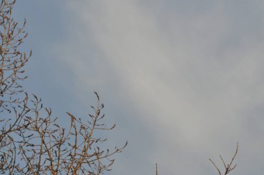 Kışın güzel ağaçlar. Mavi gökyüzüne karşı ağaç dalları. Ağaç dallarının arkasındaki bulutlar.