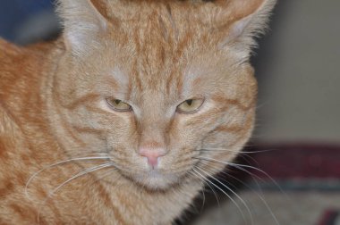 Kızıl kedi gözlerinin içine bakar. Güzel bir kırmızı kedi dikkatlice bakar. Meraklı kedi..