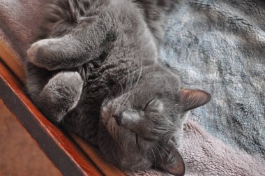 Gri kedi tatlı tatlı uyuyor. Rus mavi kedisi. Güzel bir kedi poz verir.