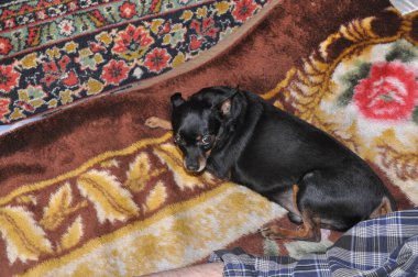 Rus Oyuncak Teriyeri. Oyuncak teriyer yakın plan. Siyah bir köpek. Küçük Köpek