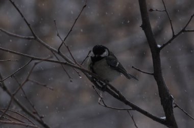 Şehir kuşları. Meme faresi. Meme faresi. Kışın vahşi kuşlar. Ağaçtaki bir kuş.