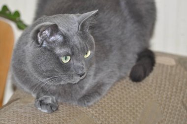 Rus mavi kedisi. Güzel bir kedi poz verir. Gri kedi dikkatle izliyor.